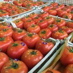 Sale of greenhouse export tomatoes