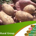Wholesale price of potatoes in 2023
